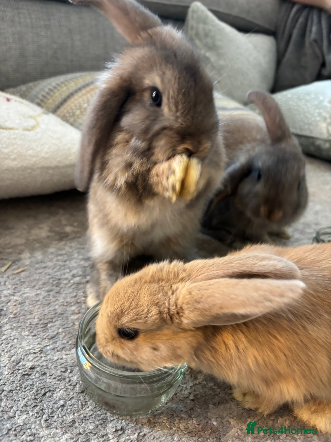Mini Lop rabbits for sale: 2 grey mini lip boys  - Image 5