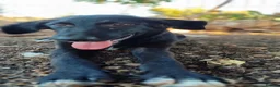 Mixed Breed dogs for adoption: Boci! in Scarborough - Advert 2