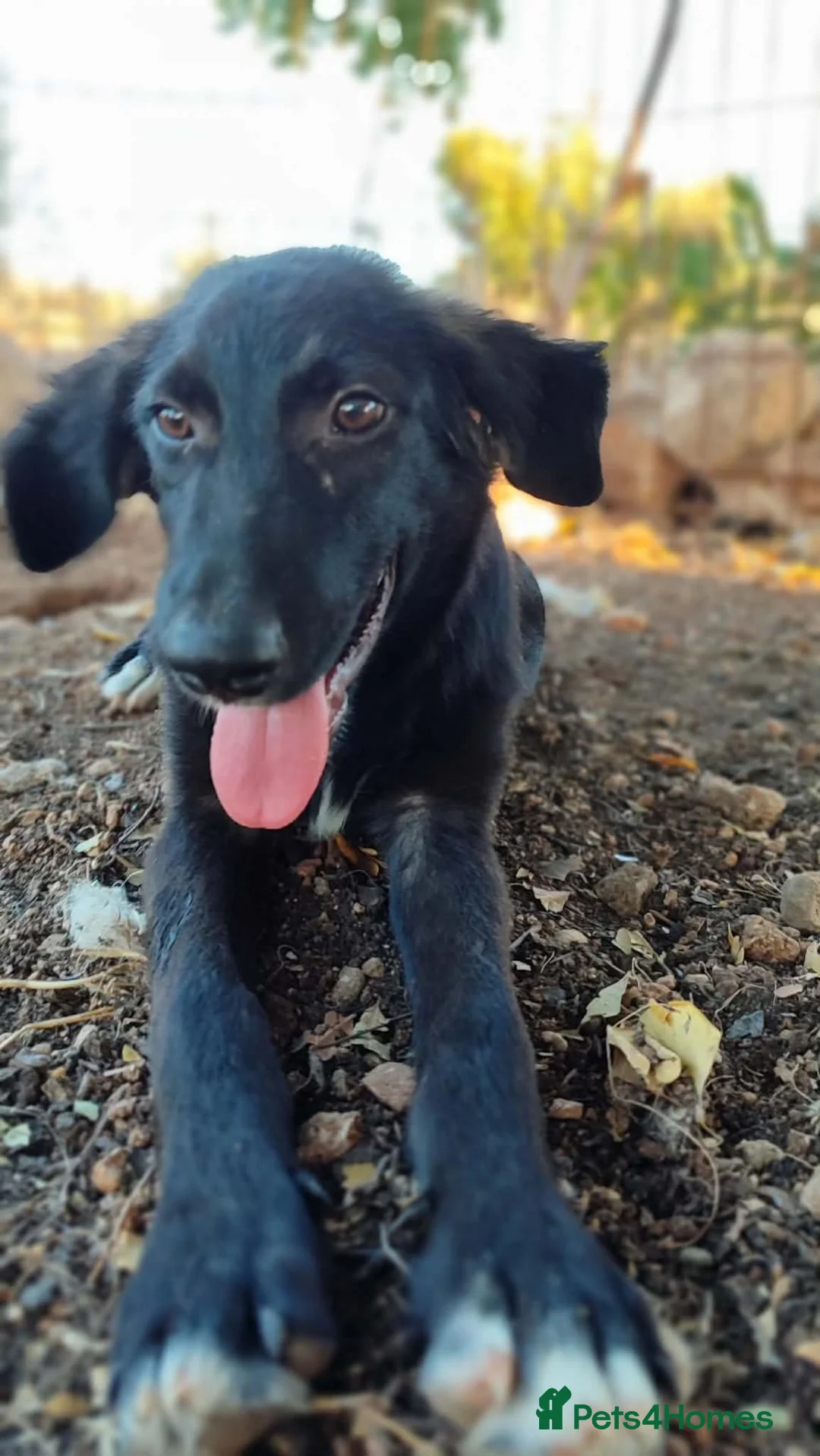 Mixed Breed dogs for adoption: Boci! in Scarborough - Advert 2