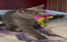 British Shorthair cats for sale: Blue & Fawn Boys & Girls - Image 4