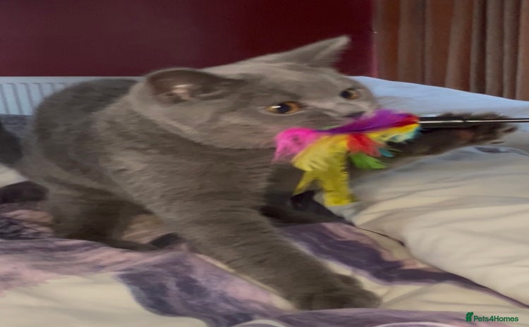 British Shorthair cats - Advert 6