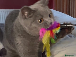 British Shorthair cats - Advert 14