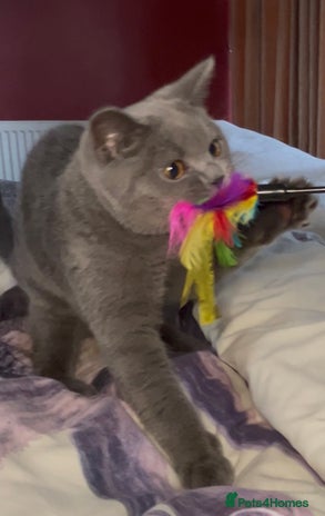 British Shorthair cats - Advert 5