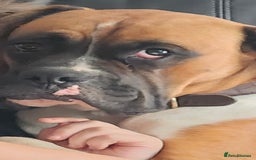 Boxer dogs for sale: Boxer 11 months - Image 2