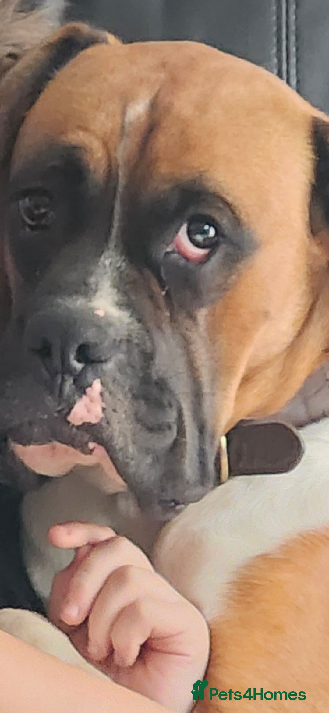 Boxer dogs for sale: Boxer 11 months - Image 2