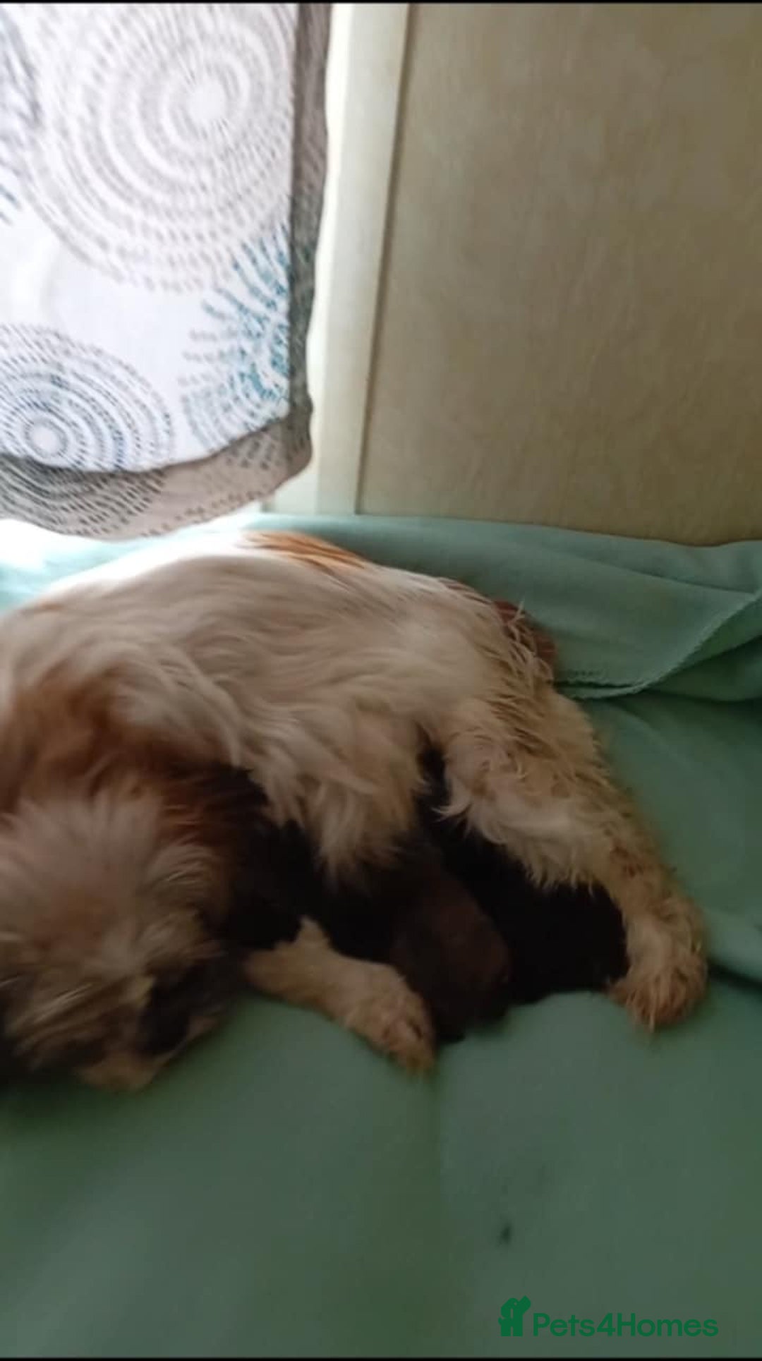 Mixed Breed dogs for sale: Shih poo puppies for sale - Advert 5