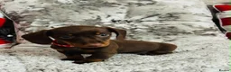 Miniature Dachshund dogs for sale: Beautiful miniature dachshund puppies - Advert 8