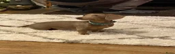 Miniature Dachshund dogs for sale: Beautiful chocolate mini dachshund puppy’s   - Advert 1