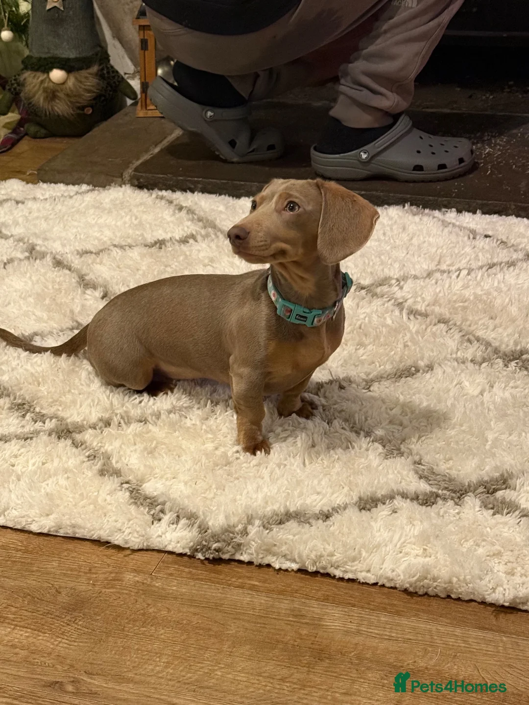 Miniature Dachshund dogs for sale: Beautiful chocolate mini dachshund puppy’s   - Advert 1