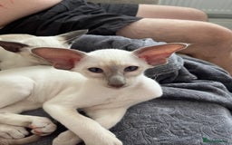 Siamese cats for sale: Gorgeous New Style Siamese kittens GCCF - Image 7