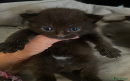 Domestic Shorthair cats for sale: Beautiful kittens  - Image 8