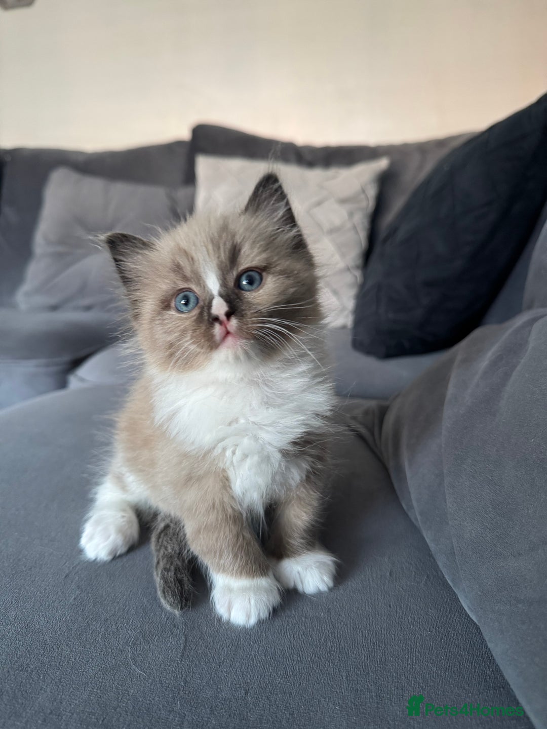 Ragdoll cats for sale: Stunning Female Seal Mink Ragdoll Kitten  - Image 13