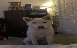 Mixed Breed dogs for sale: White Female Akita  - Image 6