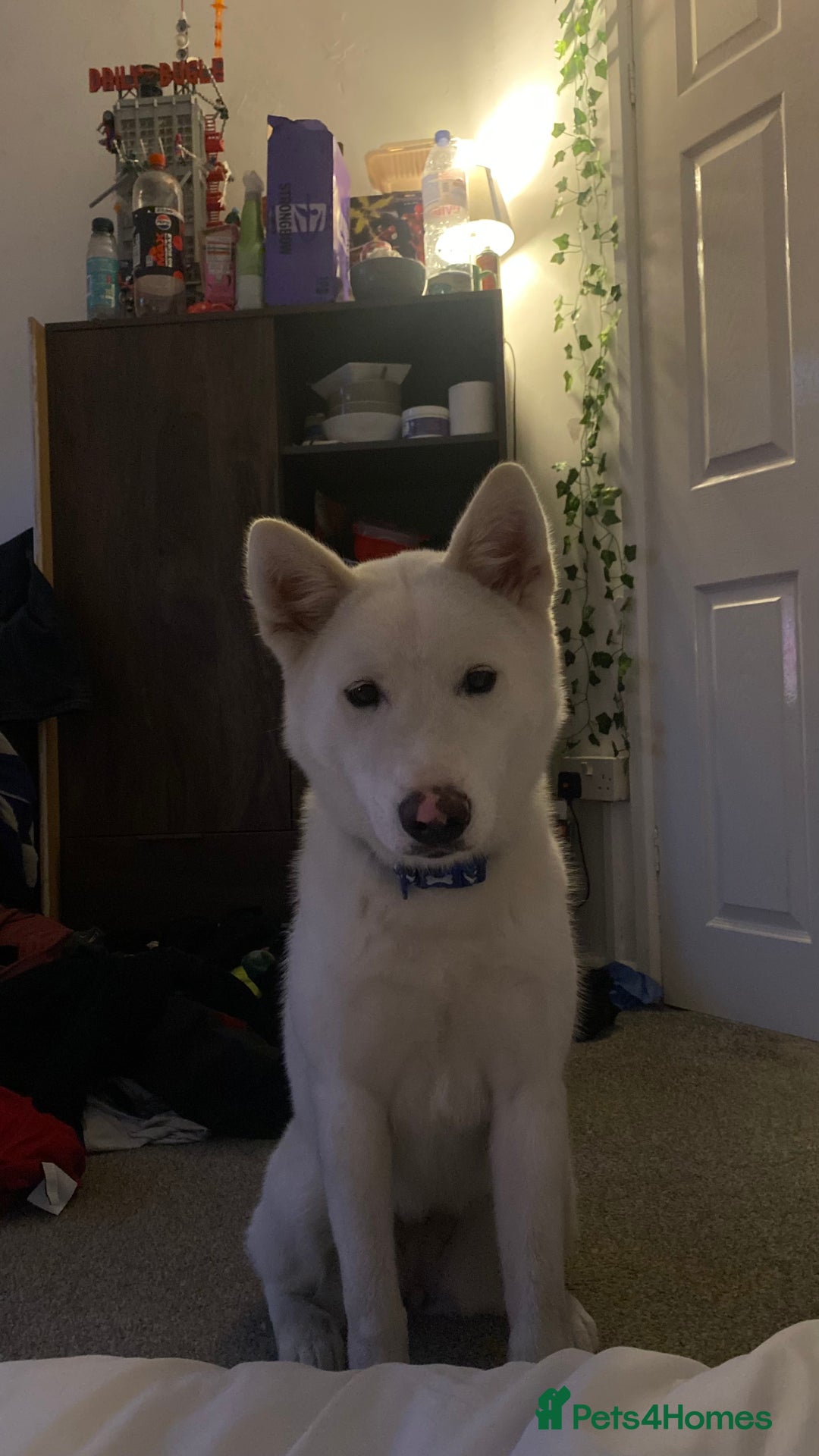 Mixed Breed dogs for sale: White Female Akita  - Image 6