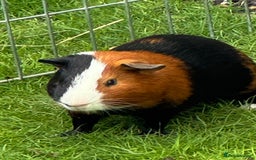 Guinea Pig rodents for sale: Guinea pig boars Torts  - Image 1