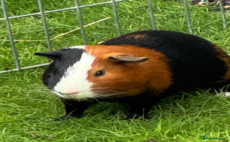 Guinea Pig rodents - Advert 1