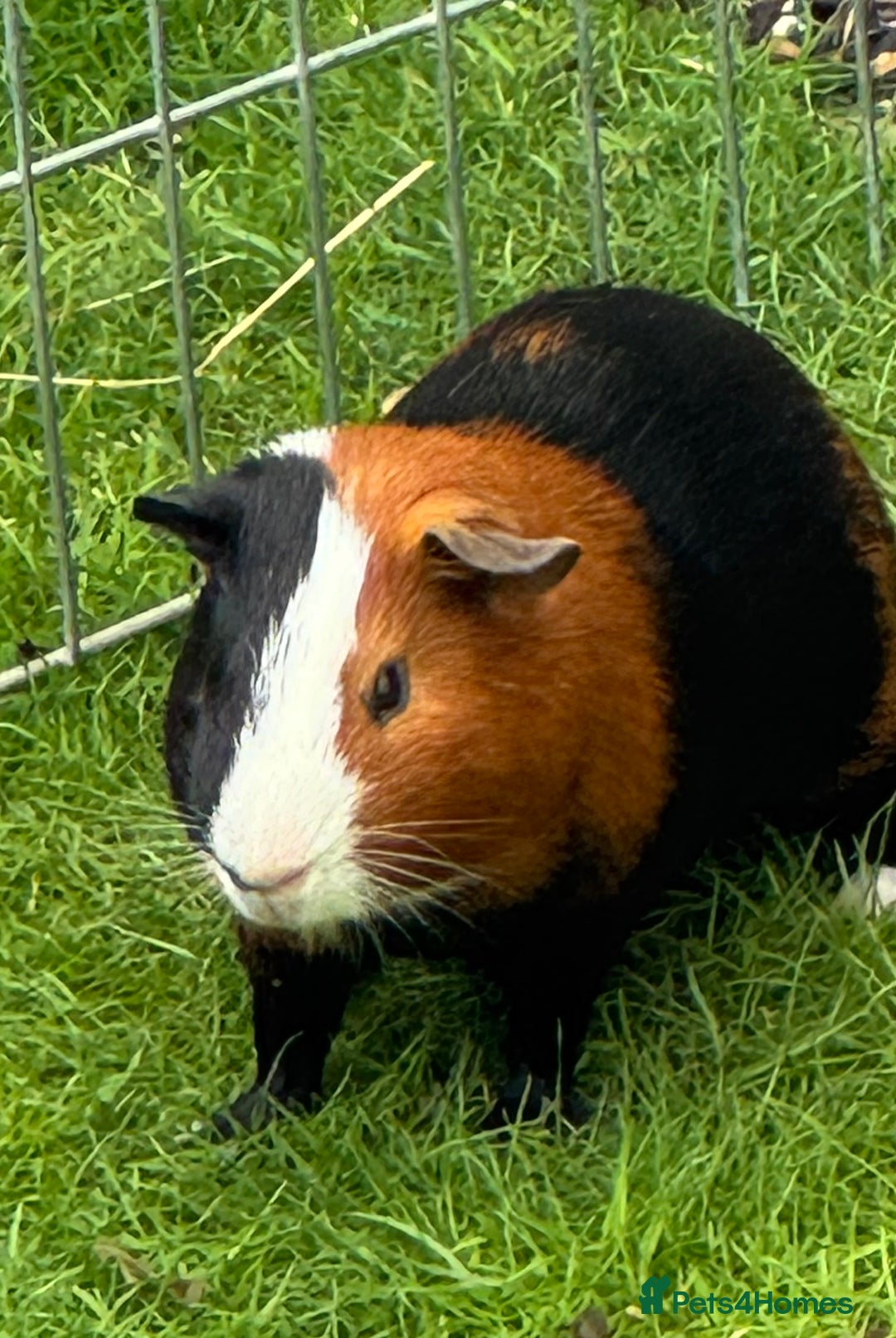 Guinea Pig rodents for sale: Guinea pig boars Torts  - Image 1