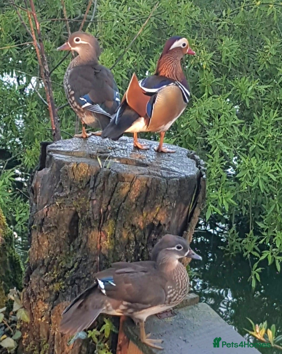 Ducks poultry Mandarin ducks £50 per pair - Advert 5