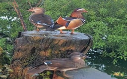Ducks poultry for sale: Mandarin ducks £50 per pair - Image 1