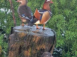 Ducks poultry for sale - Advert 1