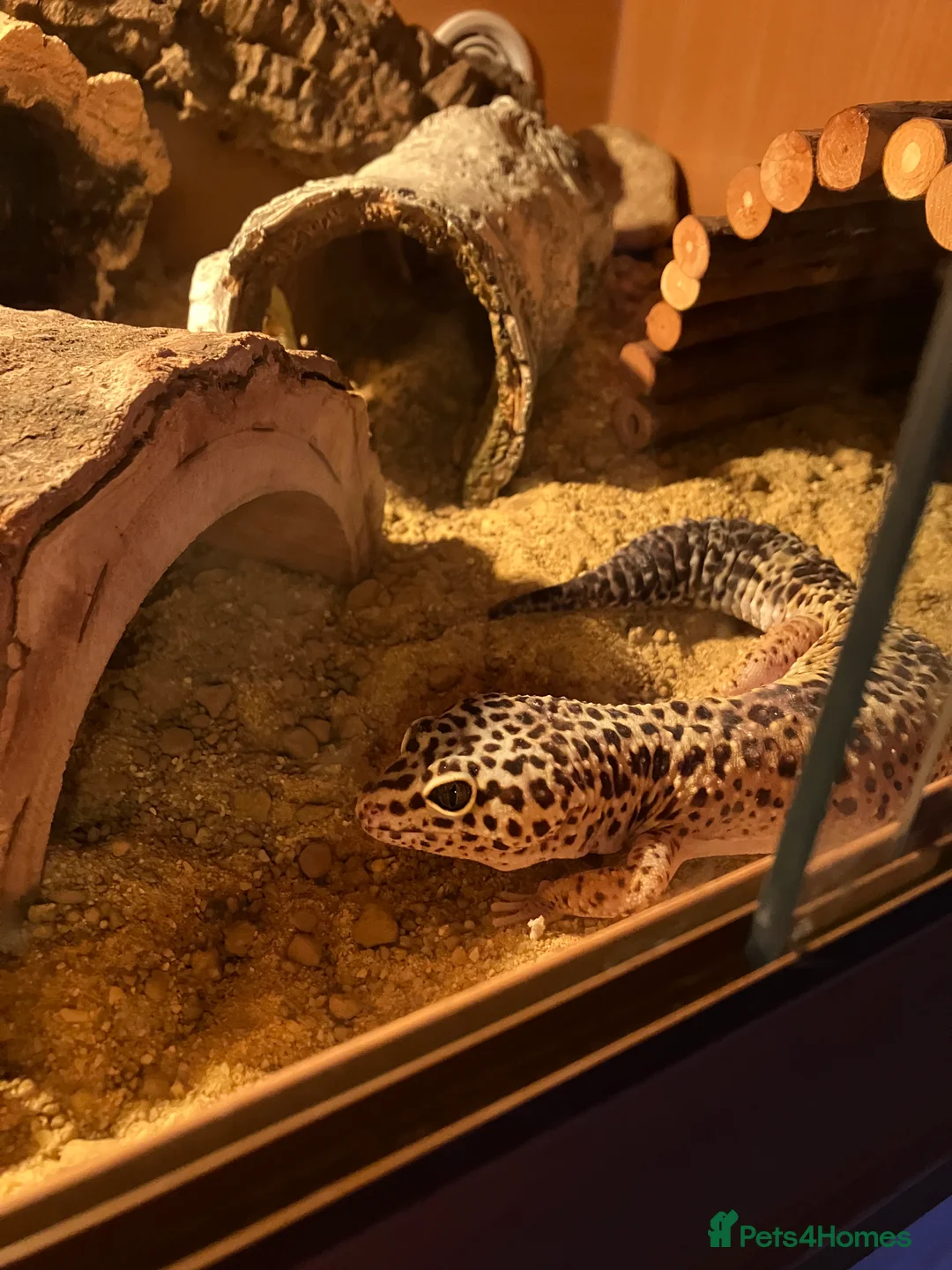 Leopard Gecko reptiles for sale: 4 year old Leopard Gecko + viv in Saint Helens - Advert 4