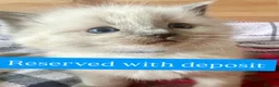 Ragdoll cats for sale: Pure blue point ragdoll kittens  - Advert 13