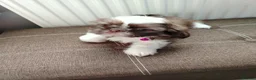 Shih Tzu dogs for sale: Beautiful imperial shih tzu  - Advert 11