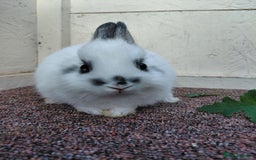 Netherland Dwarf rabbits for sale: Netherland Dwarf babies and adults - Image 12