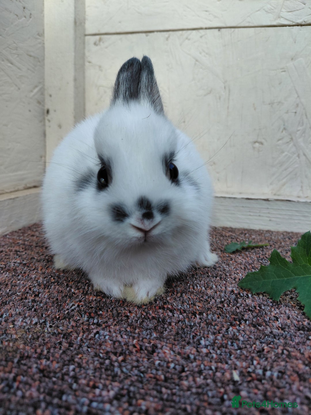 Netherland Dwarf rabbits for sale: Netherland Dwarf babies and adults - Image 12