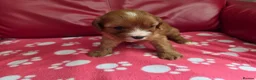 Mixed Breed dogs for sale: Cavapoo f1b - Advert 19