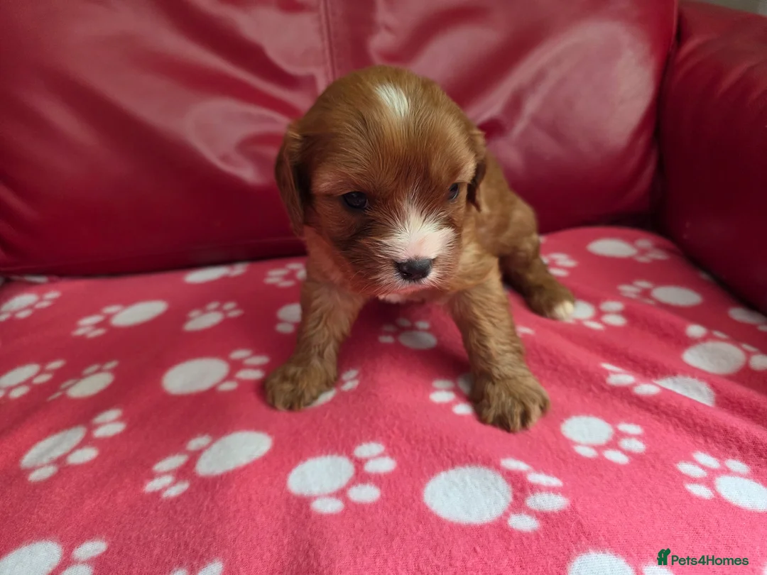 Mixed Breed dogs for sale: Cavapoo f1b - Advert 19