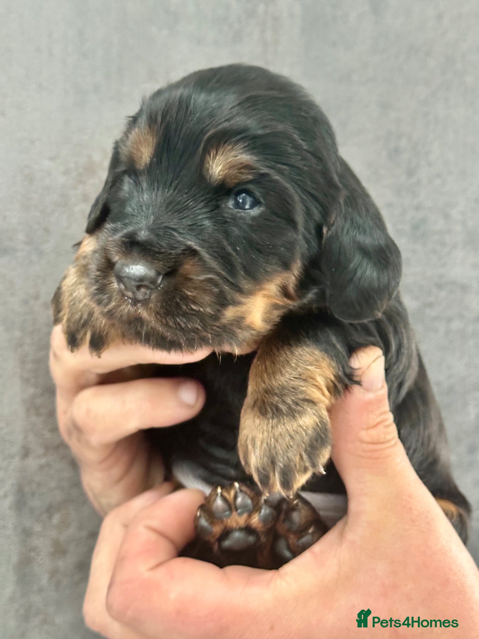 Cocker Spaniel dogs for sale: KC Registered Cocker Spaniels–DNA Clear Parents 👑 - Advert 3