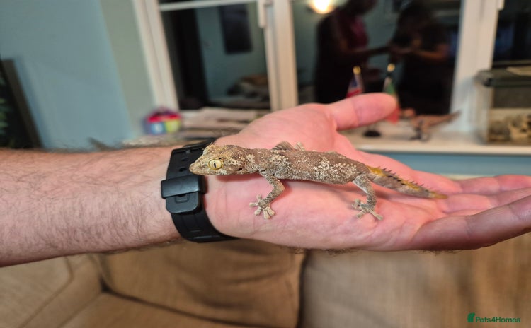 Gecko reptiles - Advert 1