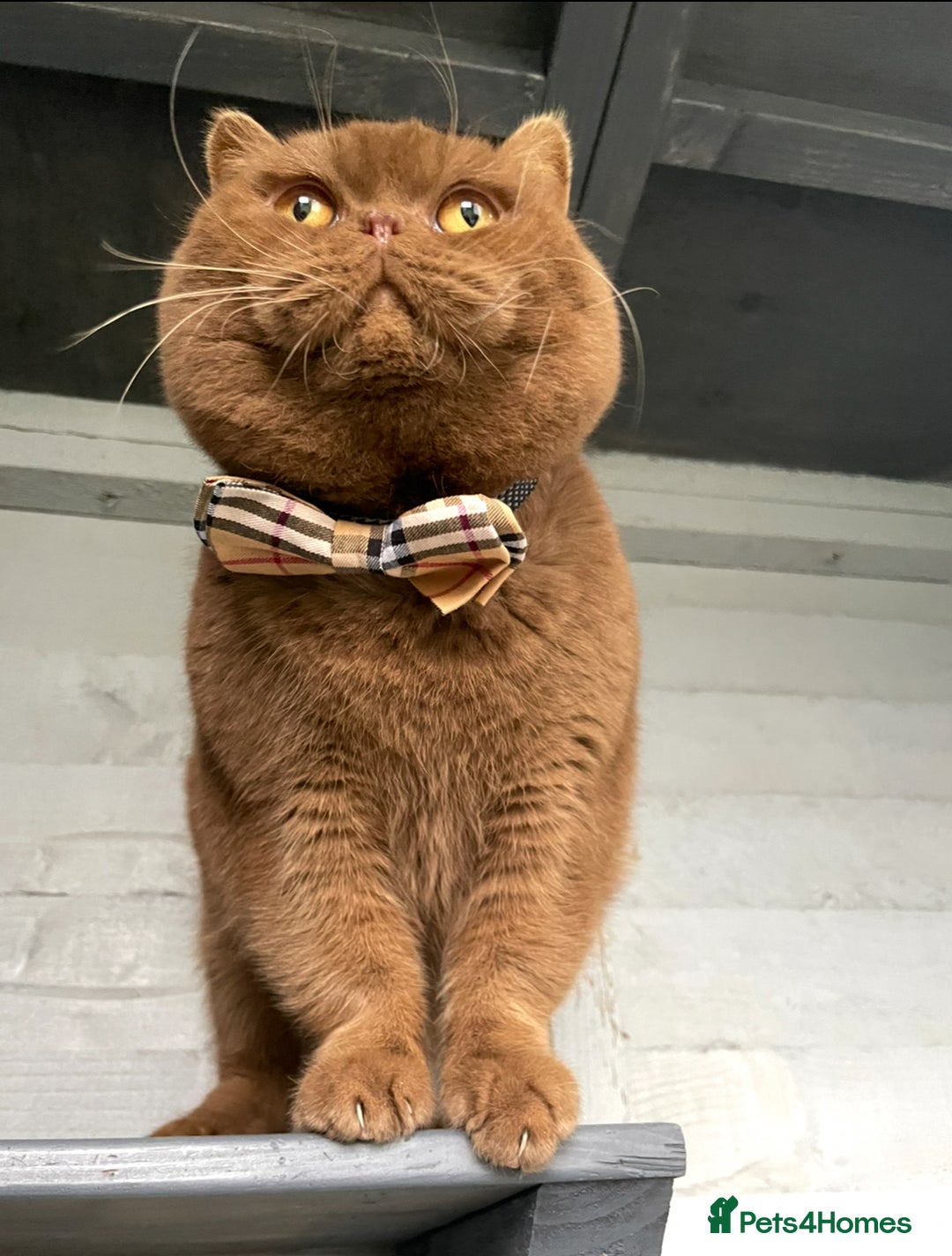 British Shorthair cats for stud: 💙 Top quality studs Derby blue cinnamon fawn 💙 in Derby - Advert 4