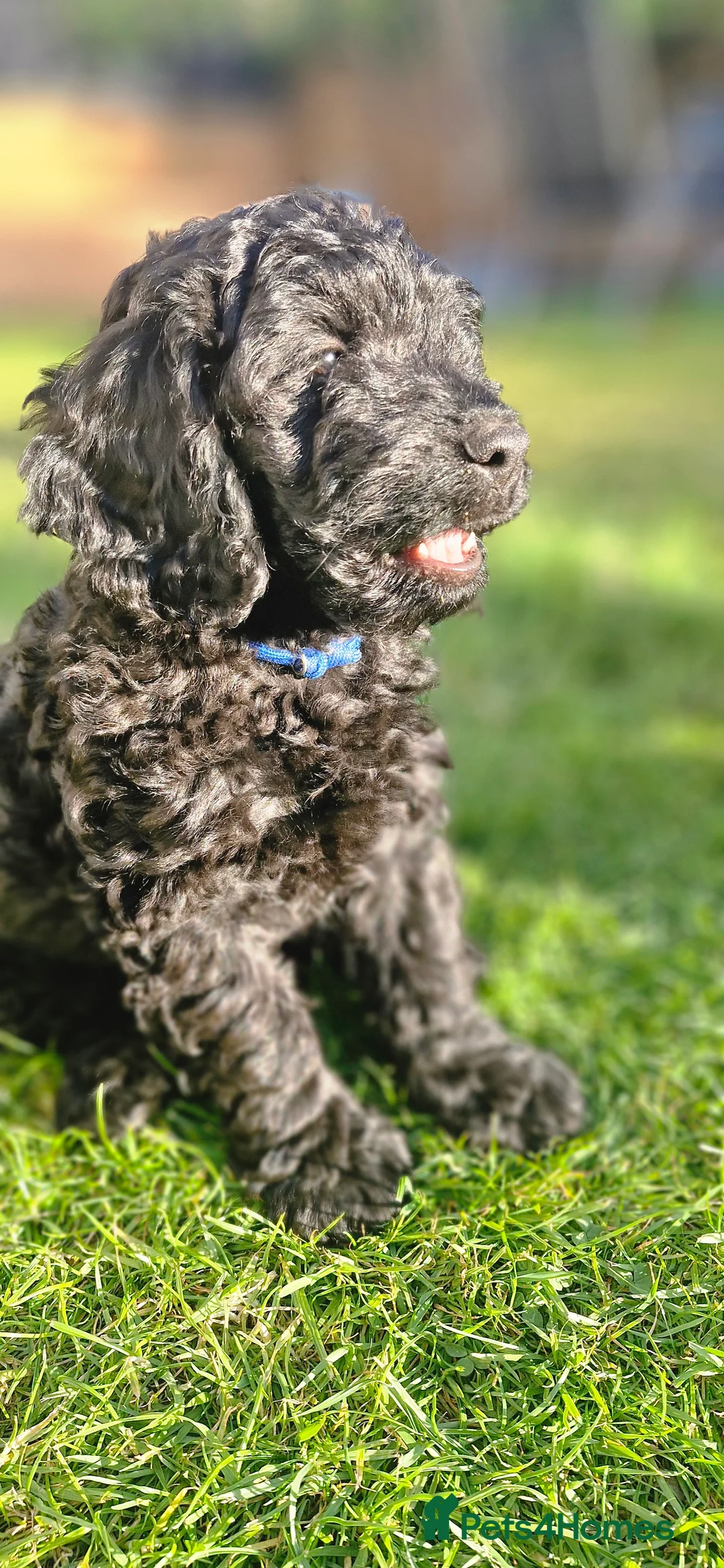 Cavapoo dogs for sale:  🐶 Cavapoo Puppies – Ready for Forever Homes! 🐶 in Irvine - Advert 1