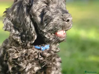 Cavapoo dogs 🐶 Cavapoo Puppies – Ready for Forever Homes! 🐶 - Advert 5