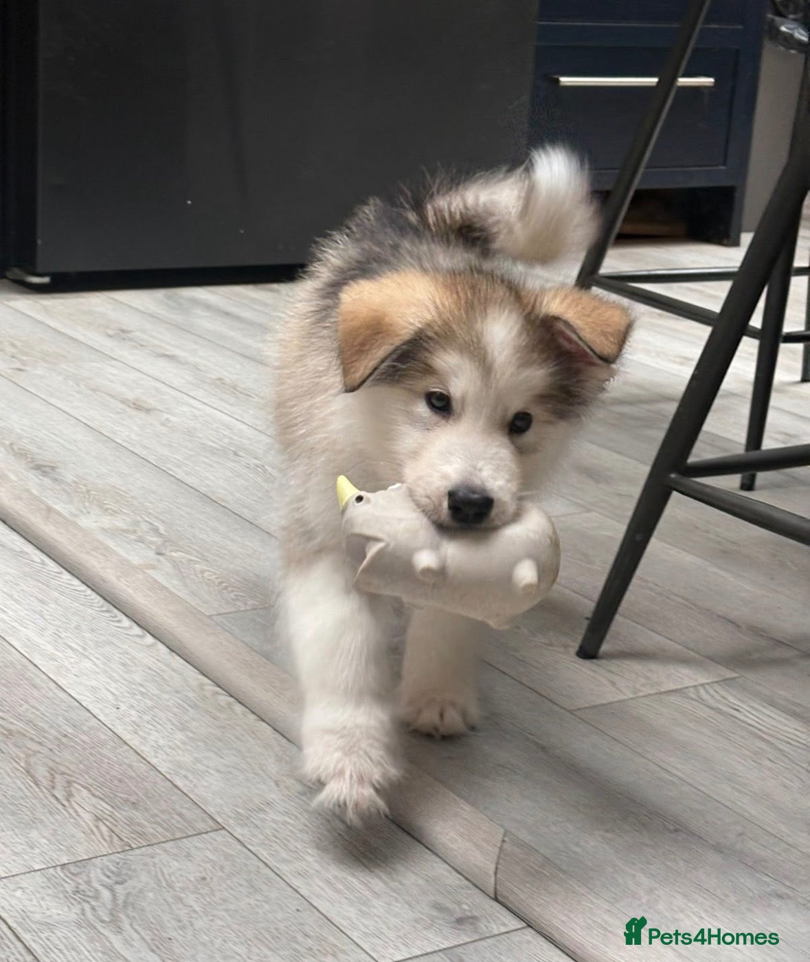 Alaskan Malamute dogs for sale: Champion Line KC Reg Alaskan Malamute Puppies - Advert 1