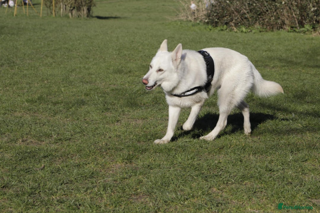 German Shepherd dogs for sale: White german sheperd  - Image 30