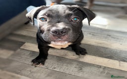 Mixed Breed dogs for sale: Cane corso / American bully Puppies  - Image 5