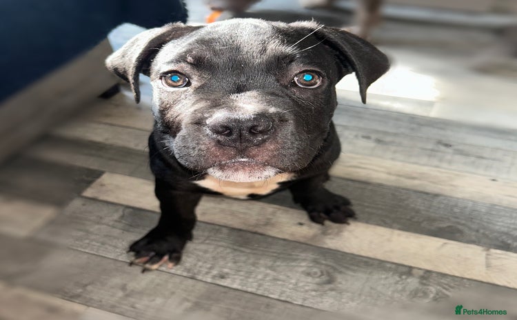 Mixed Breed dogs - Advert 13