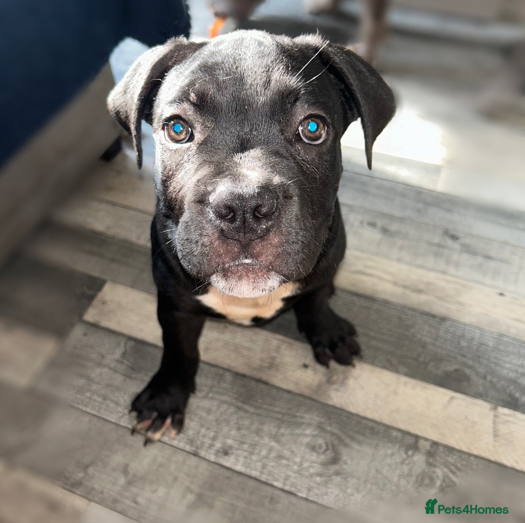 Mixed Breed dogs for sale: Cane corso / American bully Puppies  - Image 5