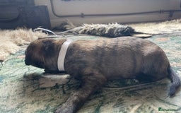 Lurcher dogs for sale: Quality Lurcher pups Deerhound/Grey Wheaten/Grey - Image 9
