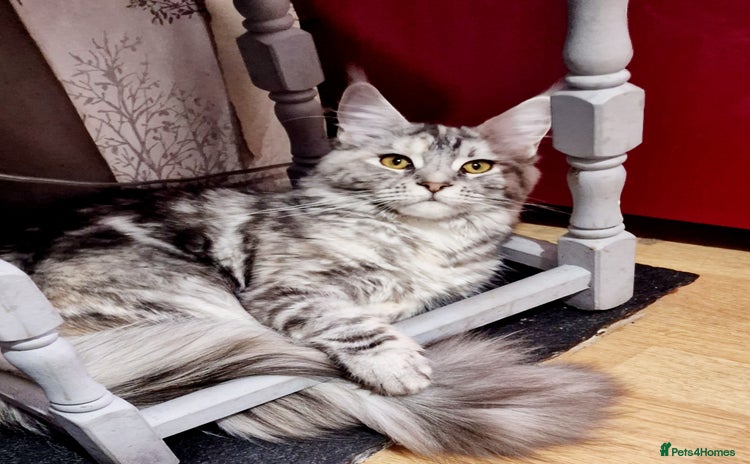 Maine Coon cats - Advert 11