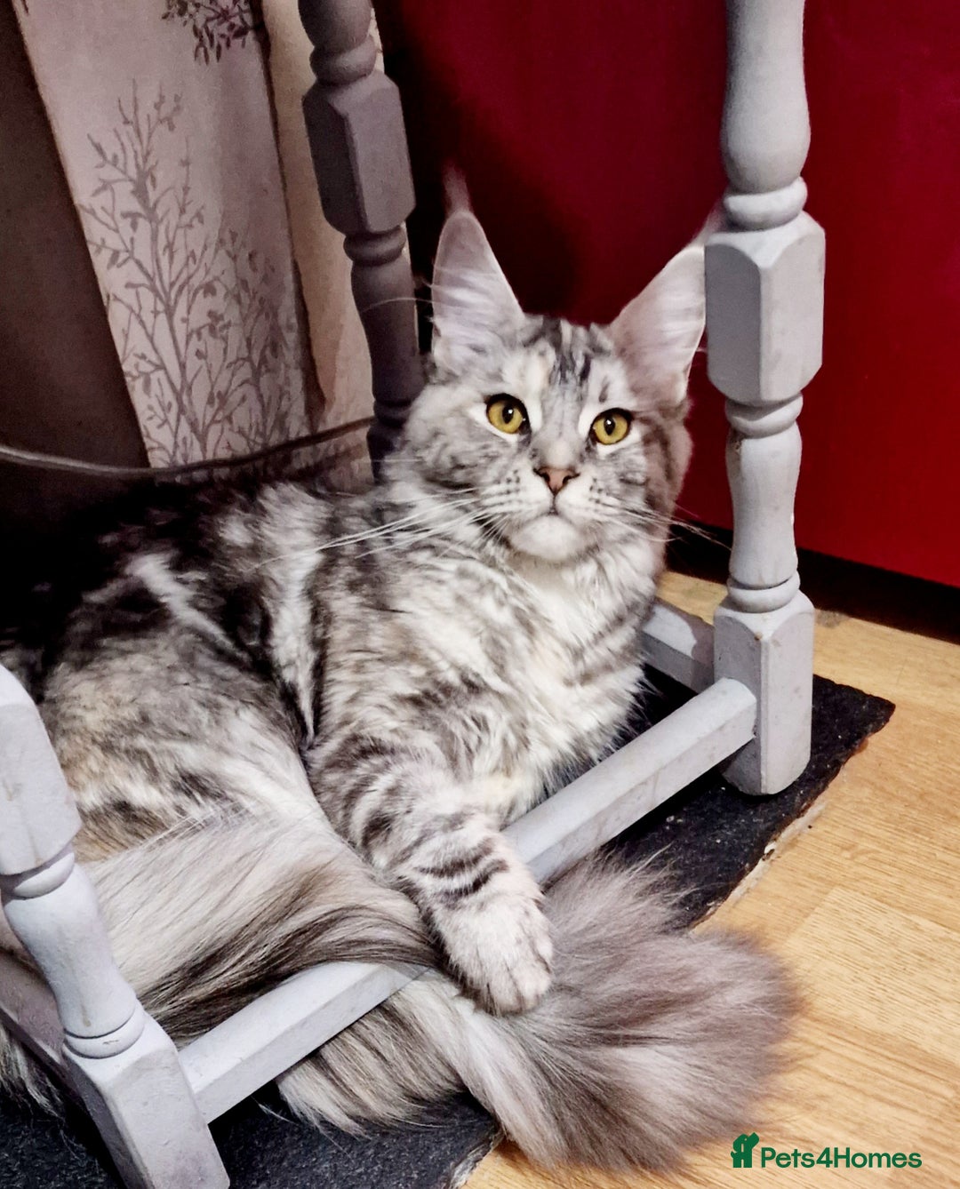 Maine Coon cats for sale: Maine Coon TICA reg kittens and Persian adult  - Image 7