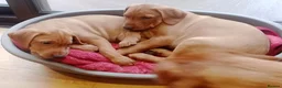 Labrador Retriever dogs for sale: Fox Red Labrador - Advert 4