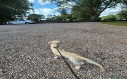 Golden Retriever dogs for sale: Golden retriever 10 months old - Advert 17