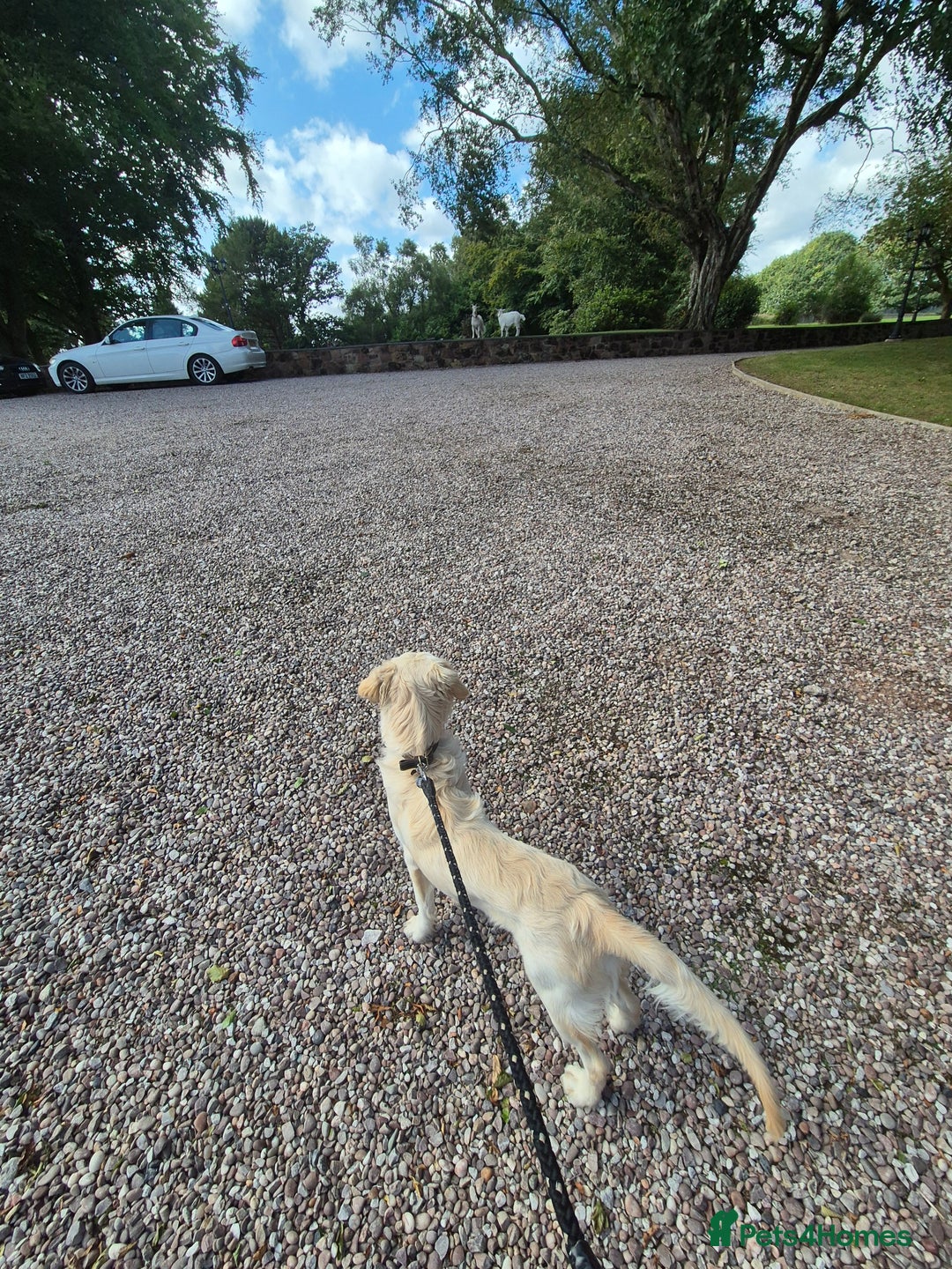 Golden Retriever dogs for sale: Golden retriever 10 months old - Advert 17