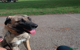 Mixed Breed dogs for sale: Melon – A Gentle Anatolian Shepherd Mix - Image 1