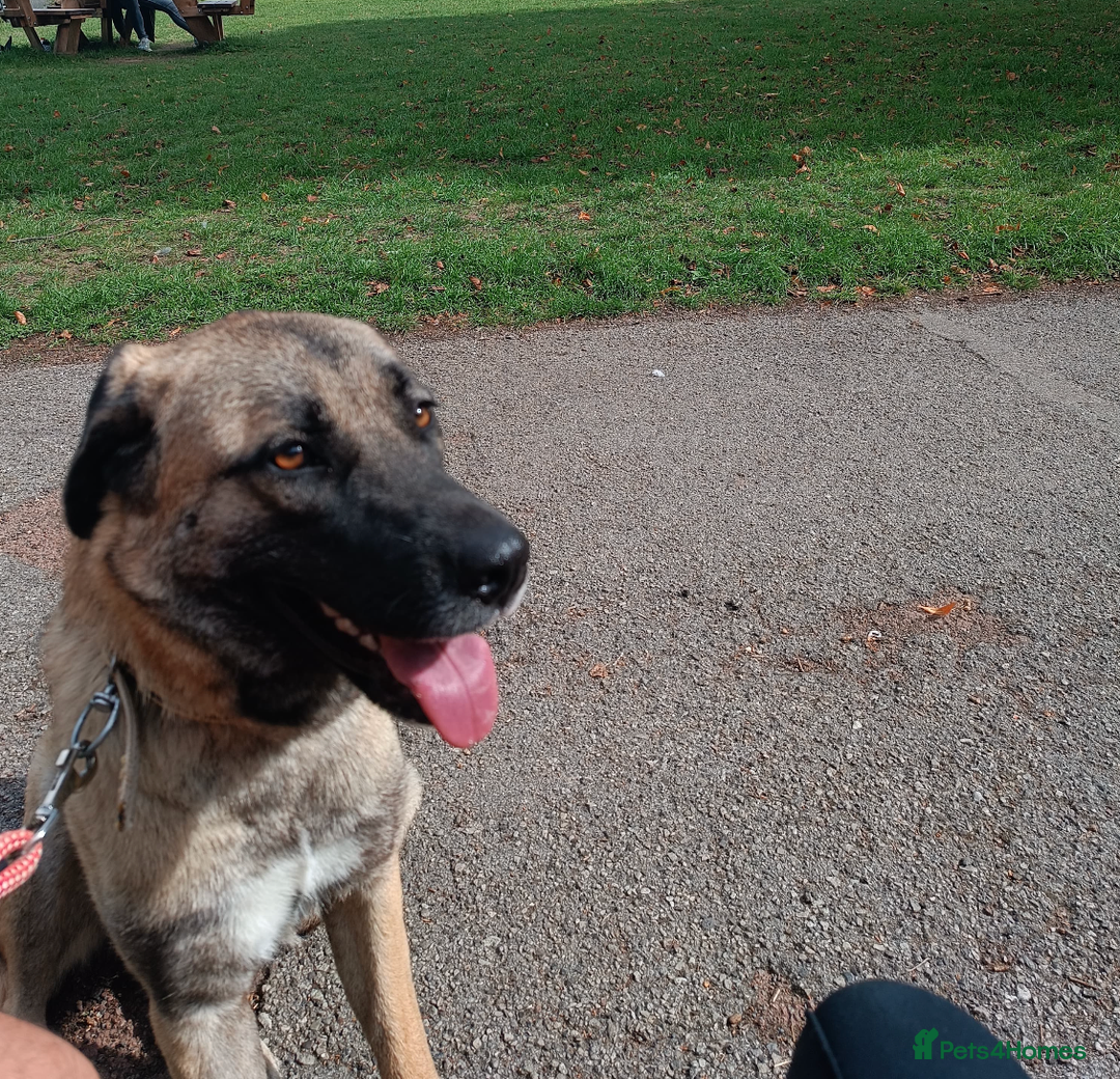 Mixed Breed dogs for sale: Melon – A Gentle Anatolian Shepherd Mix - Image 1