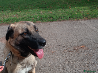 Mixed Breed dogs - Advert 3